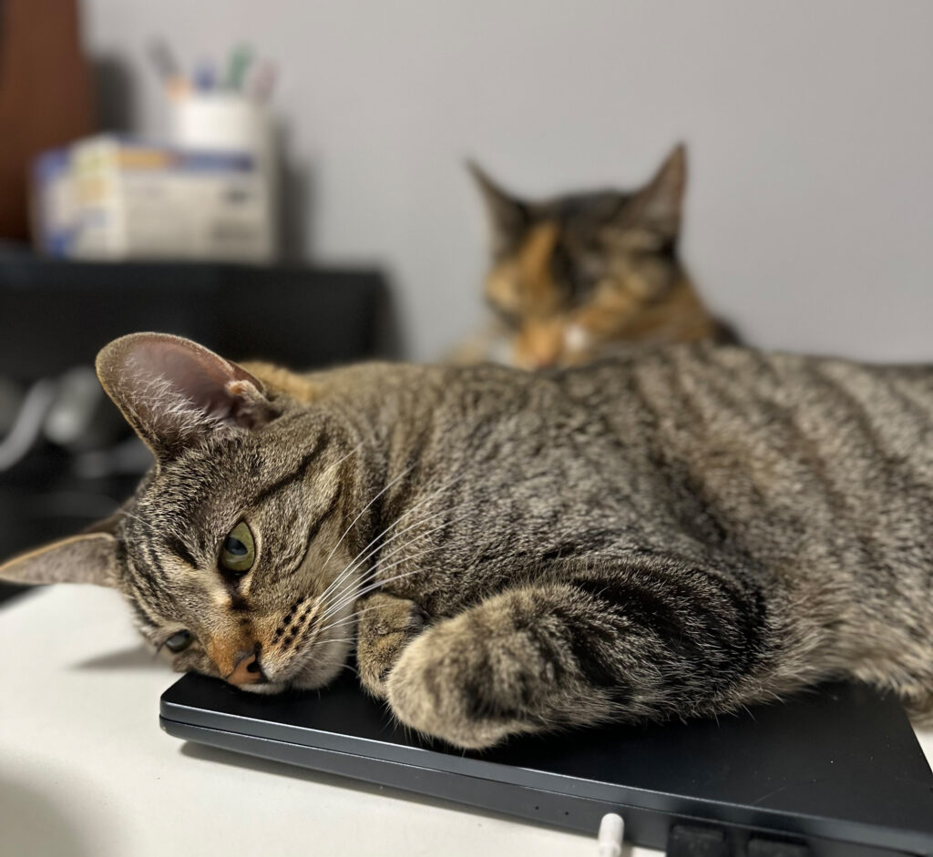 FIP, FIV i FeLV