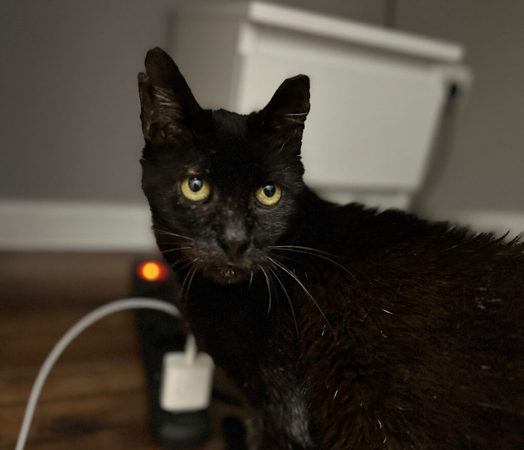 FeLV u kota